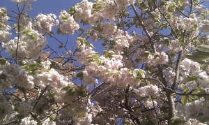 Cherry Blossom