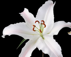 lillies