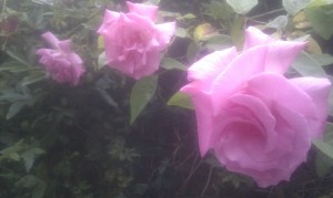 Happy Birthday Sweetheart